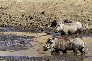 Catfish: drinking in the Savuti river nearly dried
