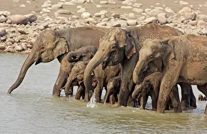 Ramganga: Drinking session of Indian / Asian Elephants in