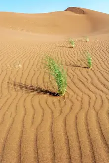 Merzouga: Drinn grass (Stipagrostis pungens) in the sand dunes