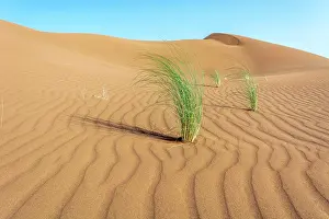 Merzouga: Drinn grass (Stipagrostis pungens) in the sand dunes