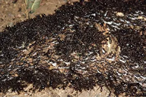 Ants: DRIVER ANTS