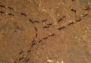 Driver: Driver Ants - hunting party