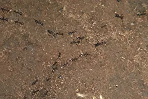 Party: DRIVER ANTS - Hunting party