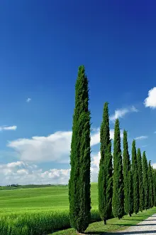 Driveway: Driveway lined with stately cypress trees
