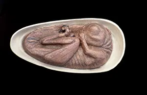 Scan: Drodromeus Makelei Embryo DInosaur - artist conception