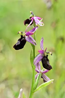 Drome: Drome orchid - flower spike