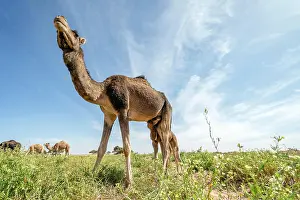 Dromedary: Dromedaries (Camelus dromedarius)), mother suckles