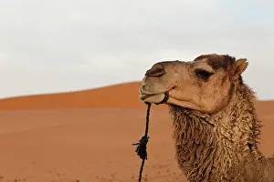 Camels: Dromedary or Arabian Camel (Camelus dromedarius)