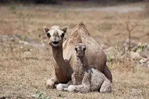 Dromedary: Dromedary or Arabian Camel (Camelus dromedarius)
