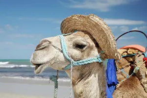 Dromedary: Dromedary, Arabian camel (Camelus dromedarius) wearing