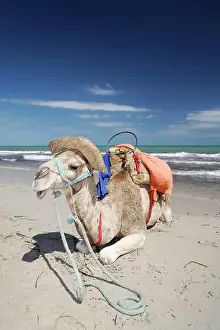 Camels: Dromedary, Arabian camel (Camelus dromedarius) wearing