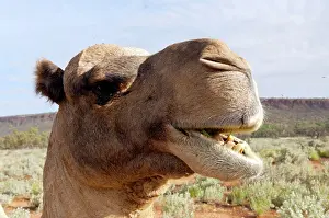 Arabian: Dromedary / Arabian Camel - feeding
