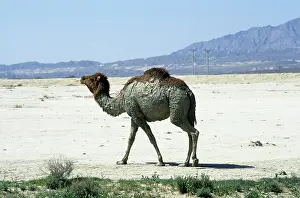 Dromedarius: Dromedary / Arabian / One-humped Camel - after