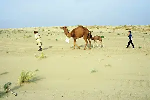 Dromedarius: Dromedary Camel / Arabian Camel / One-humped Camel