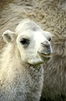 Dromedary: Dromedary Camel (camelus dromedarius), Portrait of Young