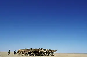 Caravan: Dromedary Camel carvan / train