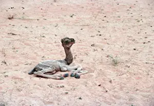 Maureen Brown: Dromedary Camel - newborn, lying down