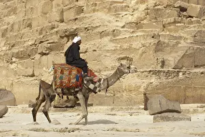 Dromedary: Dromedary camel in front of a pyramid Egypt