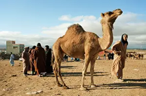Souk: Dromedary Camel - at the Saturday camel market of Guelmim