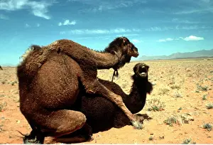 Camels: Dromedary CAMELS - mating