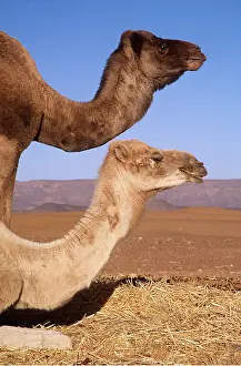 Camels: Dromedary CAMELS - x two, head and necks
