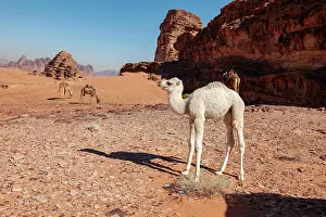 Dromedary: Dromedary (Camelus dromedarius), calf, Wadi Rum