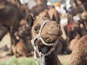Dromedary: Dromedary (Camelus dromedarius), Portrait, Camel