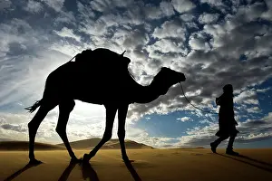 Chris Brunskill: Dromedary - with desert guide