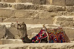 Dromedary: Dromedary lying in front of a pyramid Egypt