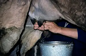 Dromedarius: Dromedary a One-humped Camel - being milked
