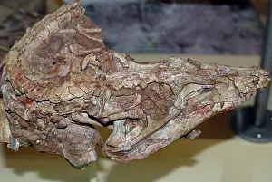 Paleozoology: Dromicosuchus grallator