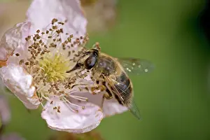 Eristalis: Drone Fly