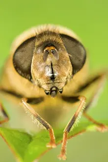 Eristalis: Drone-fly