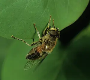Eristalis: Drone Fly (Eristalis tenax)