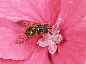 Hydrangea: Drone Fly (Eristalis tenax) taking pollen from