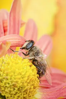 Eristalis: Drone fly - feeding on chrysanthemum flower, Norfolk UK
