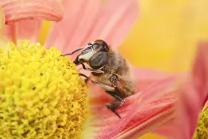 Hoverflies: Drone fly - feeding on chrysanthemum flower, Norfolk UK
