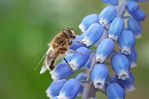 Hyacinth: Drone Fly - on Grape Hyacinth flowers