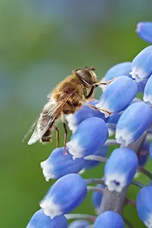 Hyacinth: Drone Fly - on Grape Hyacinth flowers