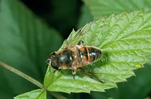 Hoverflies: DRONE FLY, a Hoverfly - from above