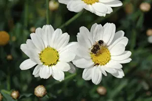 Composite: Drone fly on Marguerite Daisy