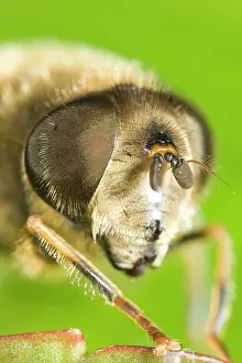 Eristalis: Drone Fly - showing eye