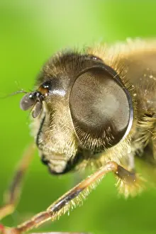 Eristalis: Drone Fly - showing eye