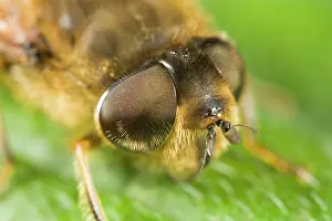 Eristalis: Drone Fly - showing eyes