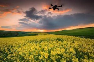 Mode: Drone flying over a Rape field (Brassica napus)