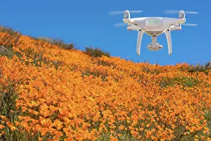 Papaveraceae: Drone flying above seasonal california poppies bloom