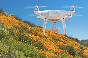 Papaveraceae: Drone flying above seasonal california poppies bloom