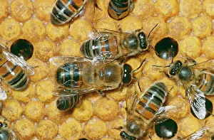 Hives: Drone Honeybee