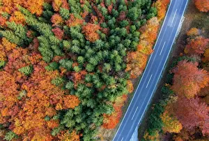 Salzkammergut: Drone image, autumnal forest along the main road