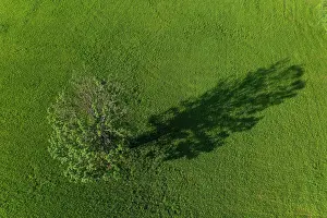 Casts: Drone image, deciduous tree in a meadow casts long